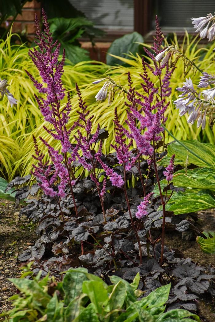 'Dark Side of the Moon' False Spirea - Astilbe from Winding Creek Nursery