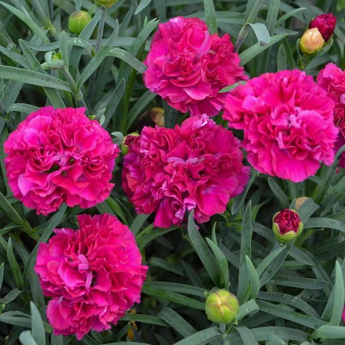 Fruit Punch® Funky Fuchsia - Dianthus (Pinks) from Winding Creek Nursery