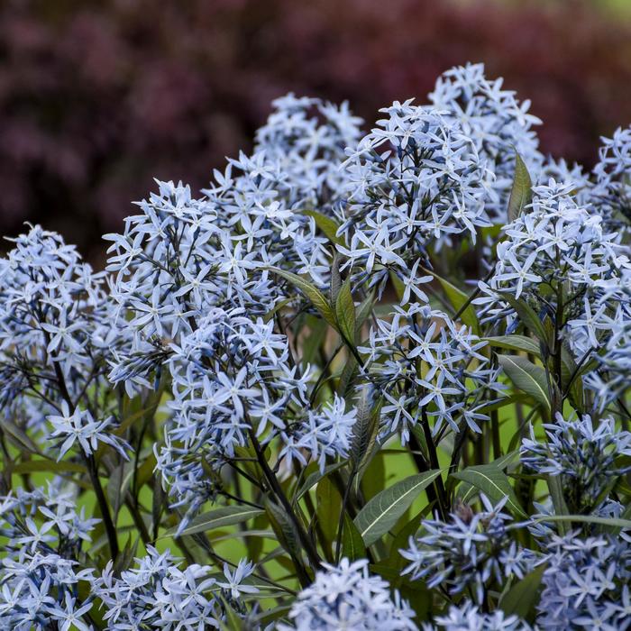 'Storm Cloud' Bluestar - Amsonia tabernaemontana from Winding Creek Nursery