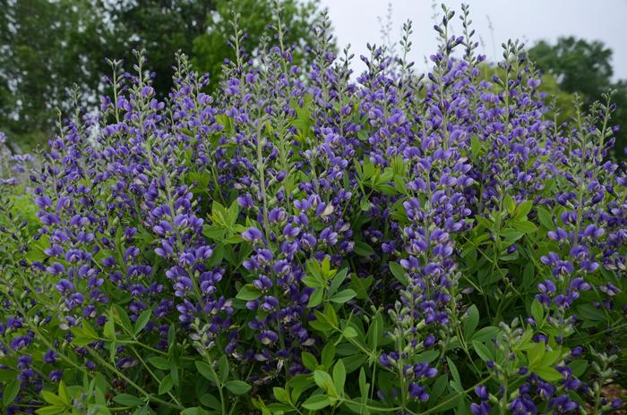 Decadence® 'Blueberry Sundae' - Baptisia (False Indigo) from Winding Creek Nursery