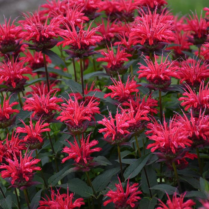 Upscale™ 'Red Velvet' - Monarda didyma (Bee Balm) from Winding Creek Nursery