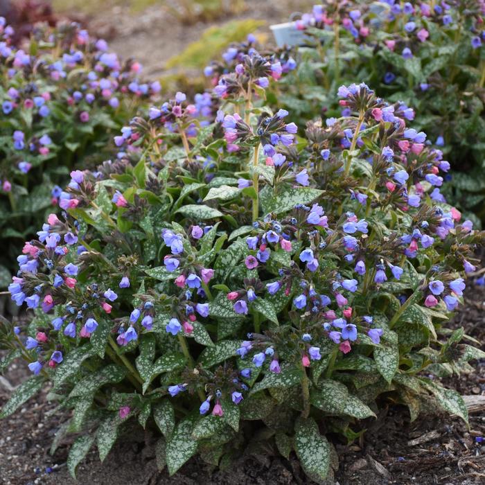 'Pink-a-Blue' Lungwort - Pulmonaria from Winding Creek Nursery