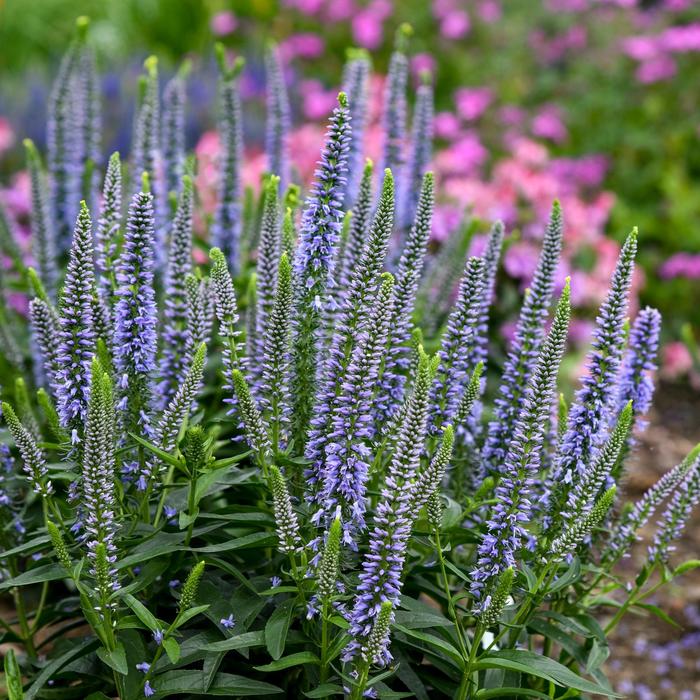 Magic Show&reg; 'Ever After' - Veronica (Spike Speedwell) from Winding Creek Nursery