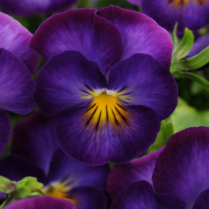 'Halo Violet' - Viola cornuta from Winding Creek Nursery