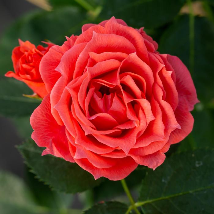 'Patriot Dream' Shrub Rose - Rosa from Winding Creek Nursery