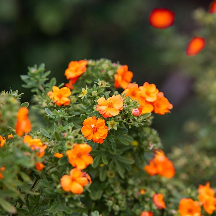 Marmalade® - Potentilla fruticosa from Winding Creek Nursery