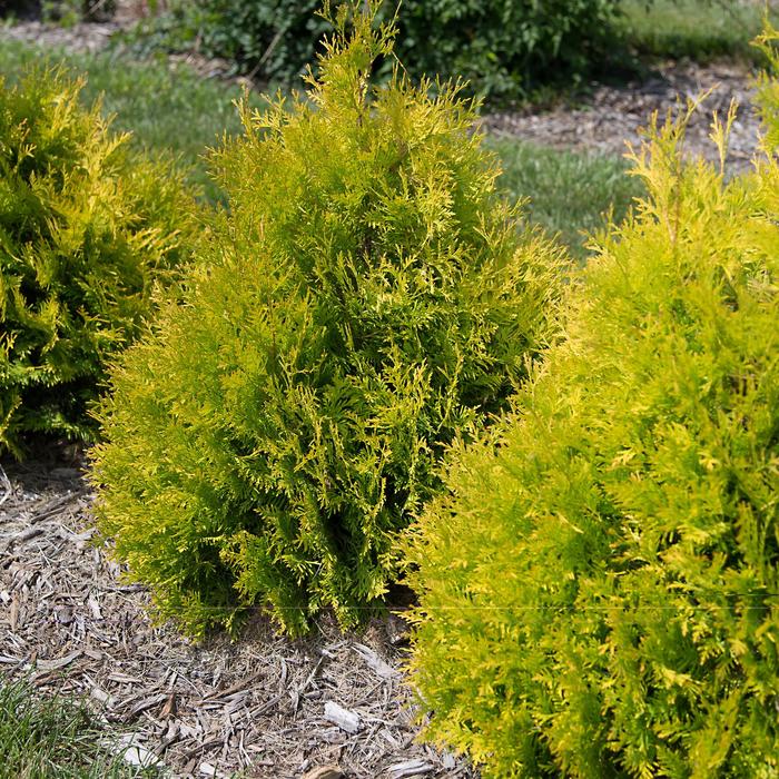 'Lemon Burst™' Arborvitae - Thuja occidentalis from Winding Creek Nursery