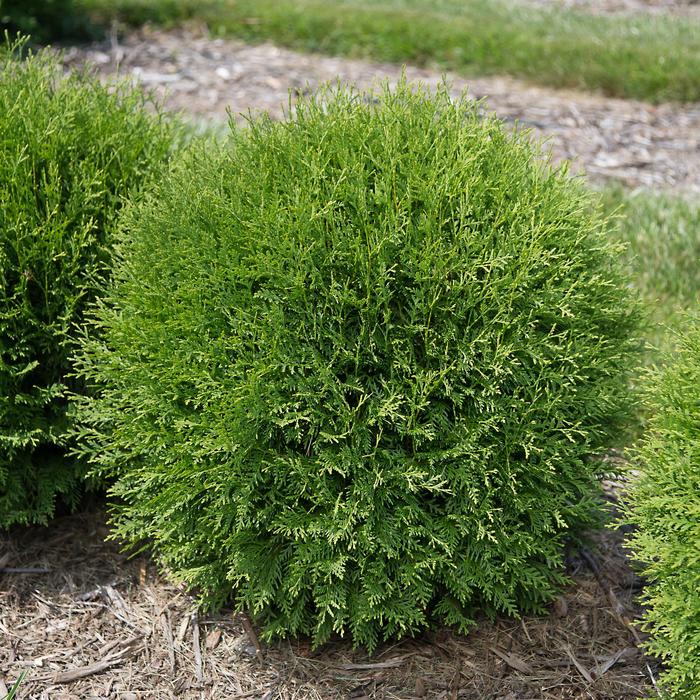 'Planet Earth™' Arborvitae - Thuja occidentalis from Winding Creek Nursery