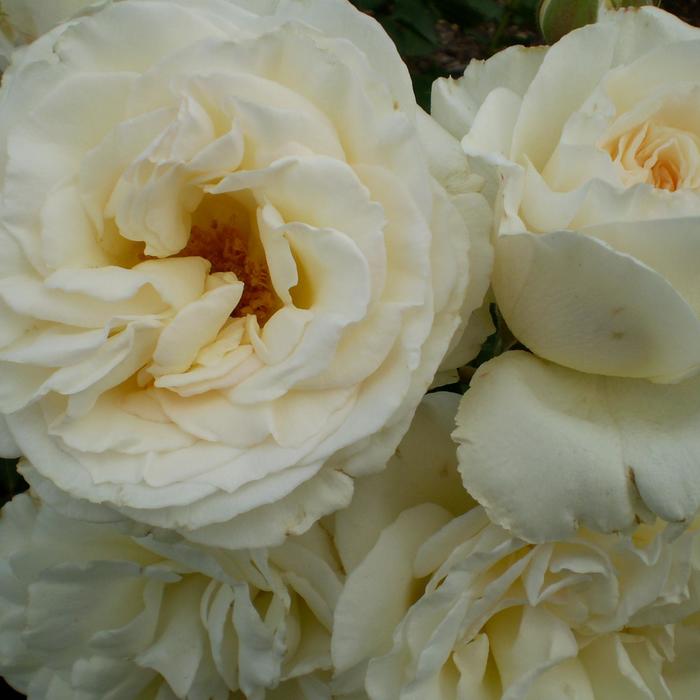 'The Finest™' Shrub Rose - Rosa from Winding Creek Nursery