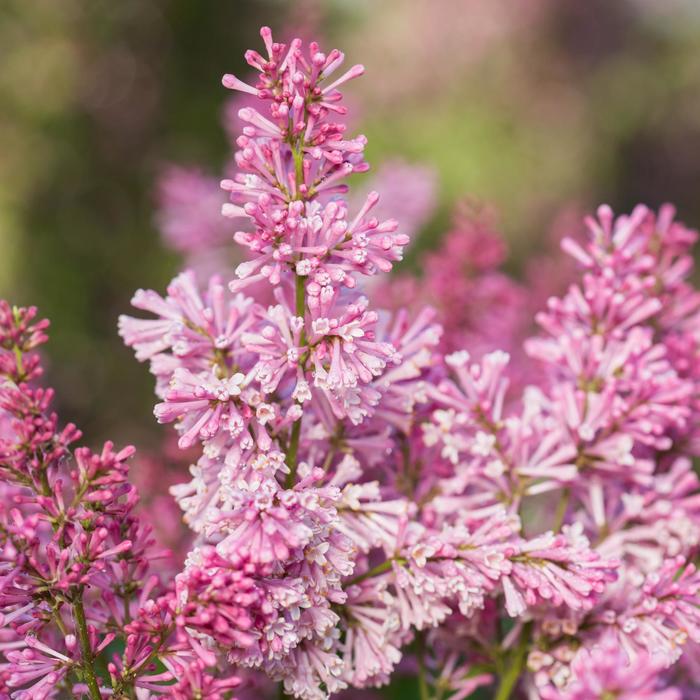 'Pinktini™' Lilac - Syringa vulgaris from Winding Creek Nursery