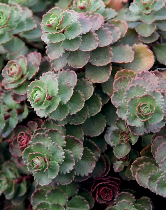 'Dragon's Blood (Roseum)' Stonecrop - Sedum spurium from Winding Creek Nursery