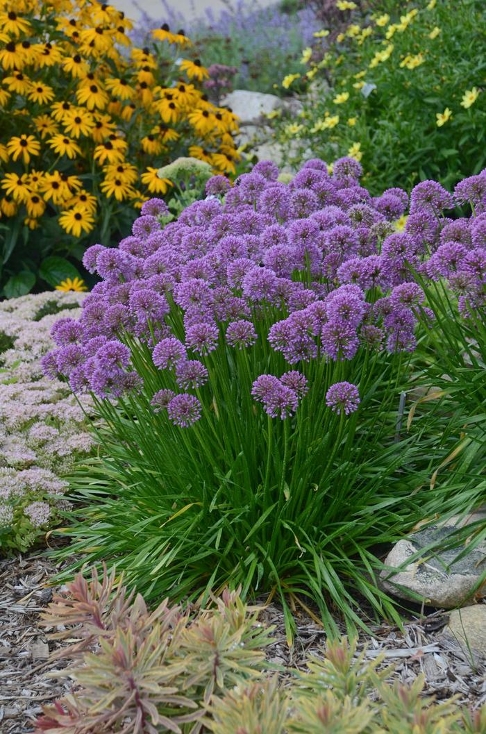 'Millenium' Ornamental Onion - Allium from Winding Creek Nursery