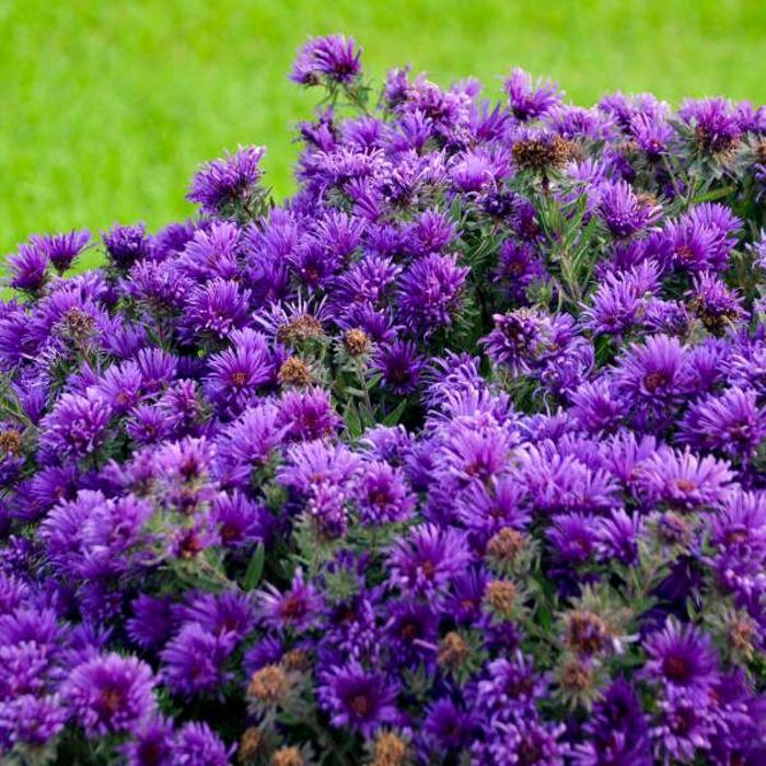 'Grape Crush' New England Aster - Aster novae-angliae from Winding Creek Nursery