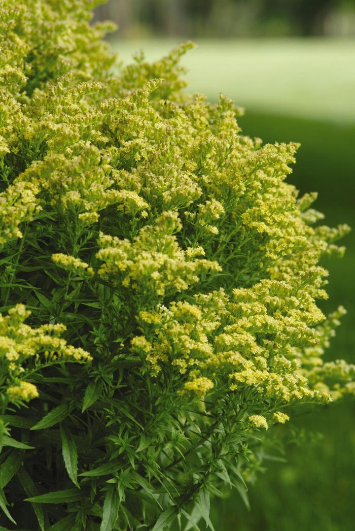 'Little Lemon' Goldenrod - Solidago from Winding Creek Nursery