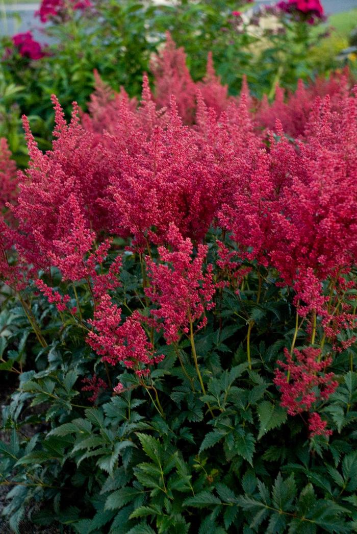 'Montgomery' False Spirea - Astilbe japonica from Winding Creek Nursery