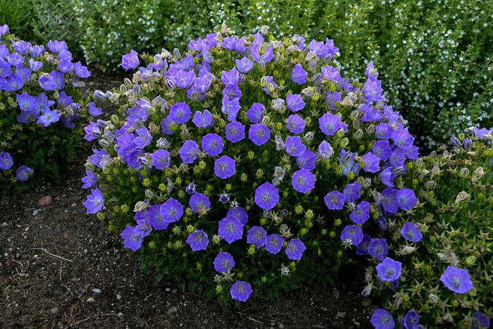 'Rapido Blue' Bellflower - Campanula carpatica from Winding Creek Nursery