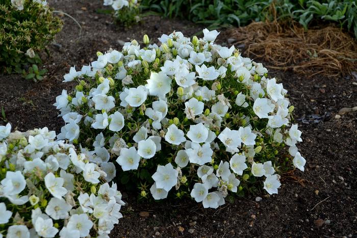 'Rapido White' Bellflower - Campanula carpatica from Winding Creek Nursery