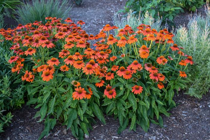 Sombrero® 'Adobe Orange' - Echinacea (Coneflower) from Winding Creek Nursery