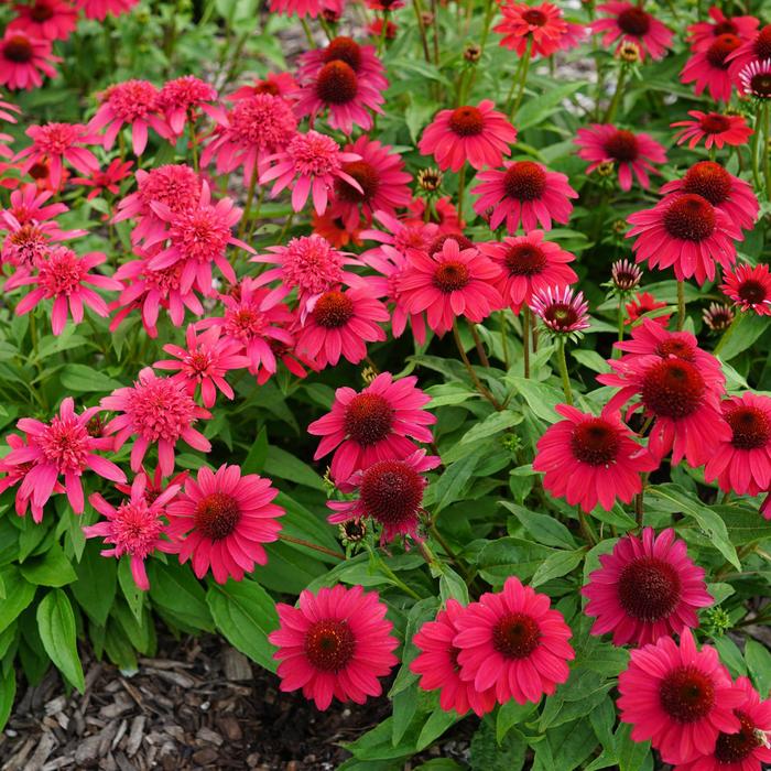 Sombrero® 'Baja Burgundy' - Echinacea (Coneflower) from Winding Creek Nursery