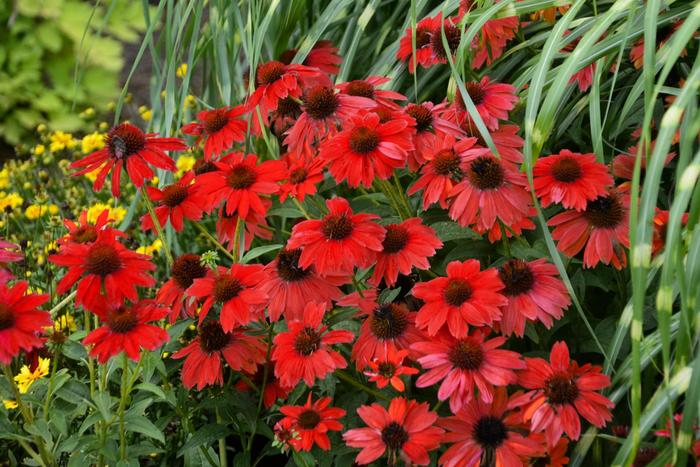 Sombrero® 'Salsa Red' - Echinacea (Coneflower) from Winding Creek Nursery