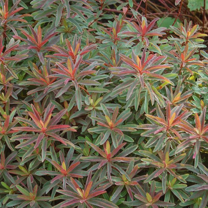 'Bonfire' Spurge - Euphorbia polyanthemus from Winding Creek Nursery