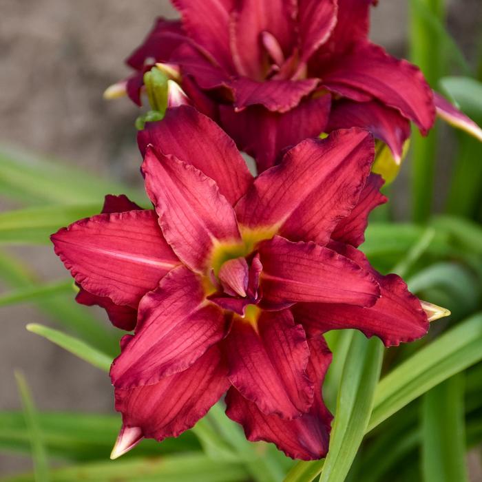 'Double Pardon Me' Daylily - Hemerocallis from Winding Creek Nursery