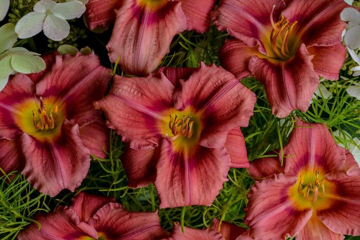 'Rosy Returns' Daylily - Hemerocallis from Winding Creek Nursery