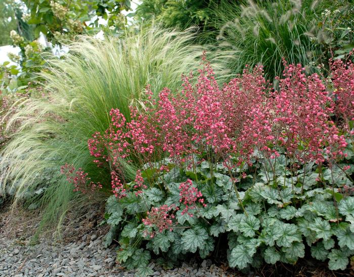 'Paris' Coral Bells - Heuchera from Winding Creek Nursery