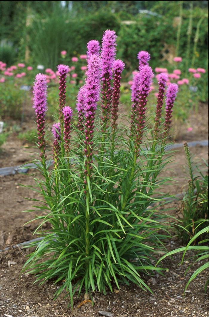 'Kobold' Blazing Star - Liatris spicata from Winding Creek Nursery