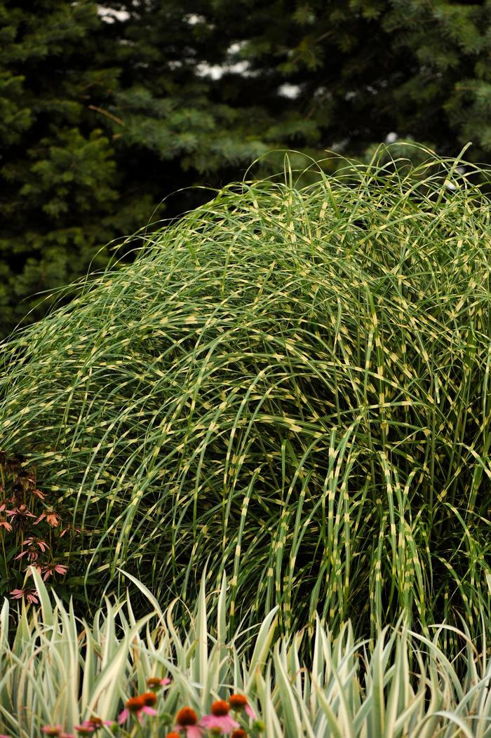 'Little Zebra' Maiden Grass - Miscanthus sinensis from Winding Creek Nursery