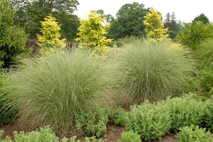 'Morning Light' Maiden Grass - Miscanthus sinensis from Winding Creek Nursery