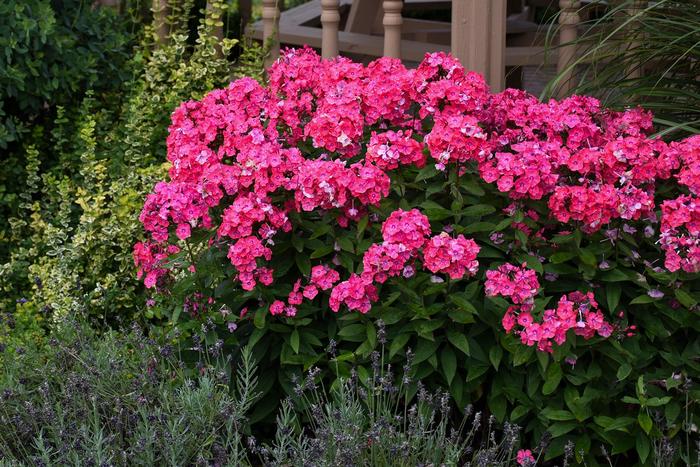 Garden Girls™ 'Glamour Girl' - Phlox paniculata (Garden Phlox) from Winding Creek Nursery