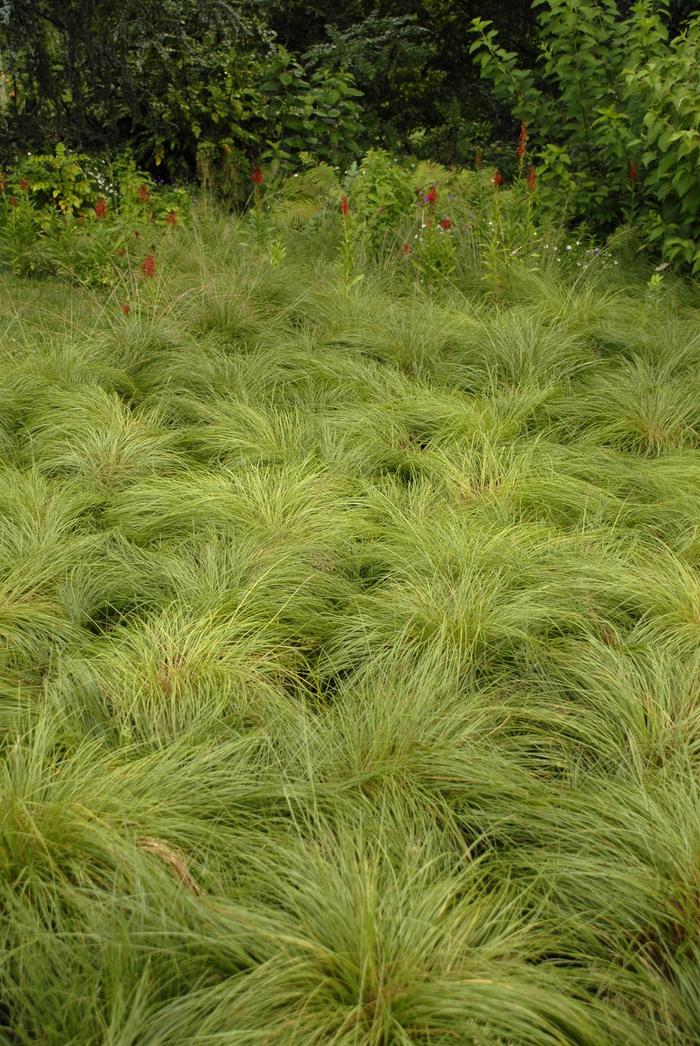 Prairie Dropseed - Sporobolus heterolepis from Winding Creek Nursery