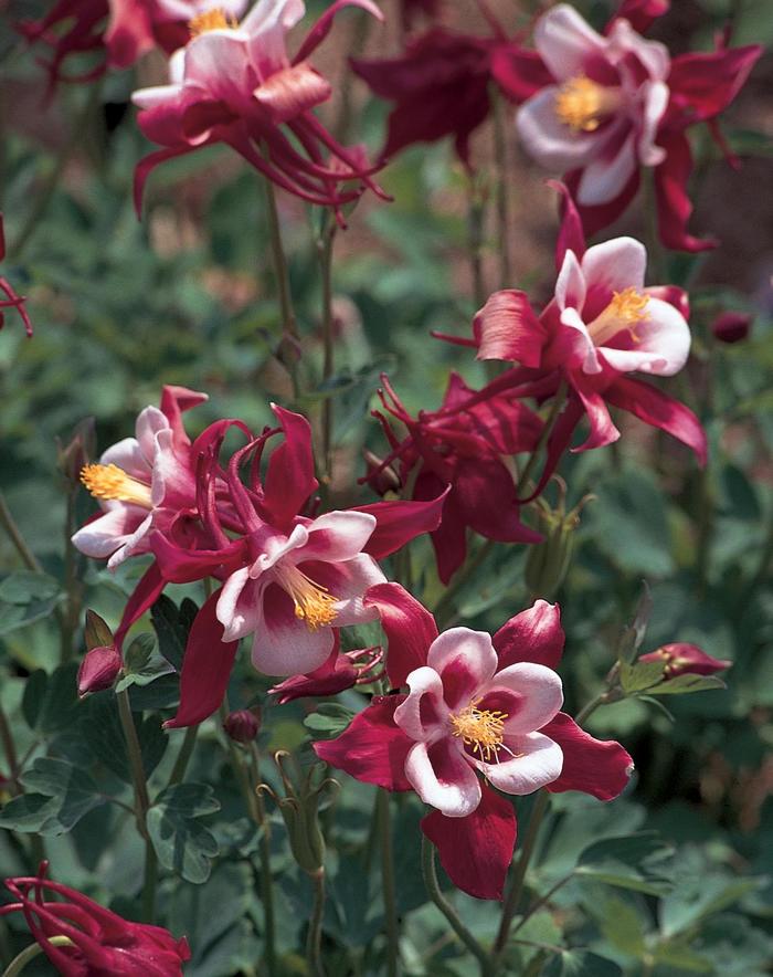 Songbird 'Cardinal' - Aquilegia caerulea (Columbine) from Winding Creek Nursery