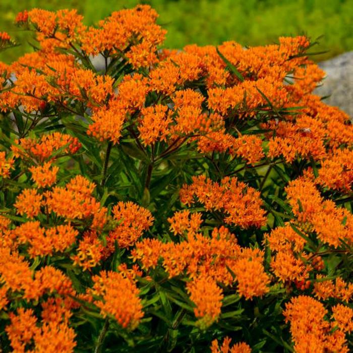 Butterfly Milkweed - Asclepias tuberosa from Winding Creek Nursery