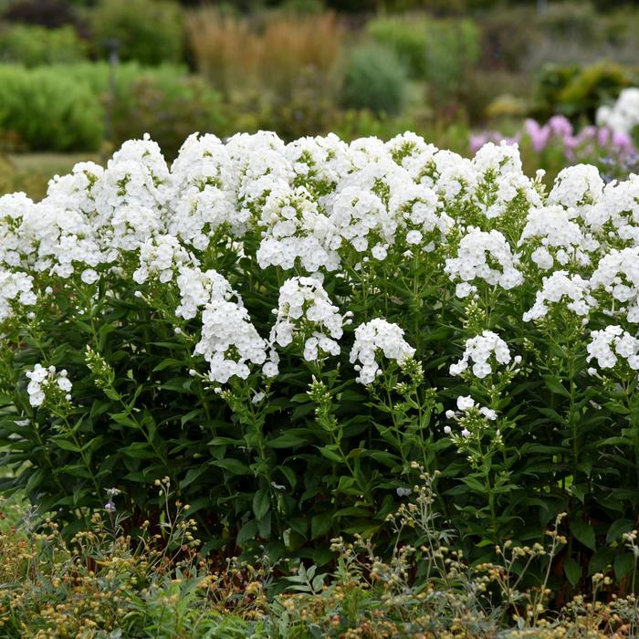 Luminary™ 'Backlight' - Phlox paniculata from Winding Creek Nursery