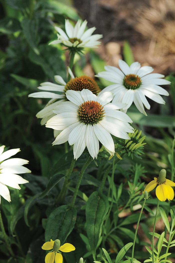 'PowWow White' Coneflower - Echinacea purpurea from Winding Creek Nursery