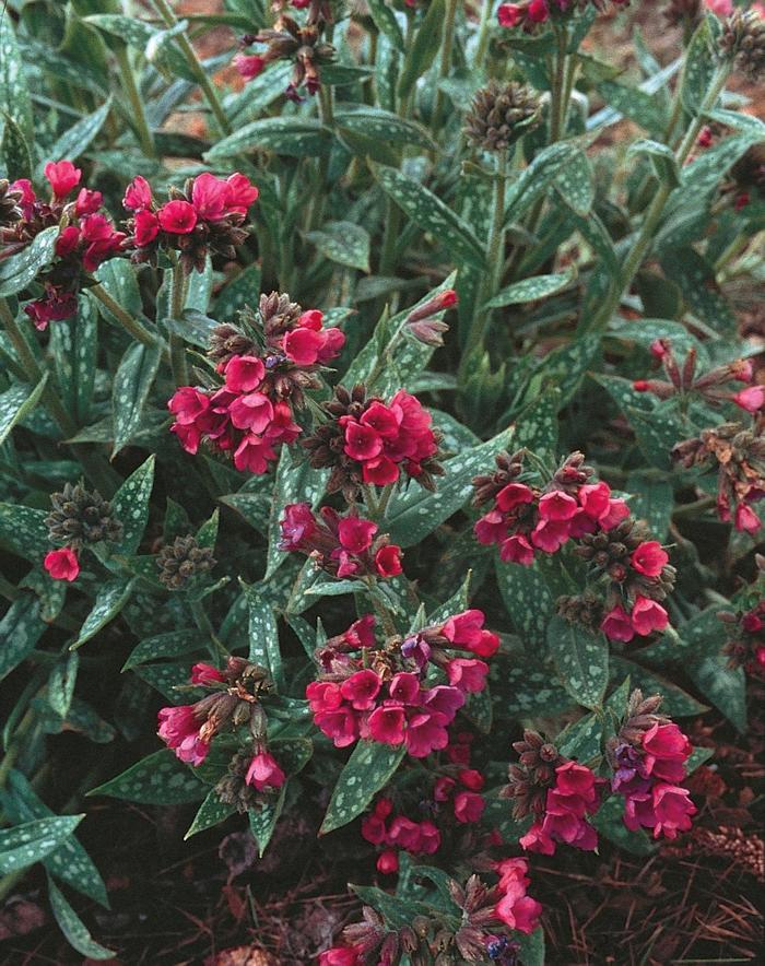 ''Raspberry Splash'' Lungwort - Pulmonaria longifolia from Winding Creek Nursery