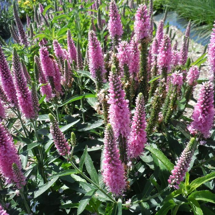 Skyward™ 'Pink' - Veronica longifolia from Winding Creek Nursery