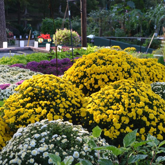 'Multiple Varieties' Mum - Chrysanthemum from Winding Creek Nursery