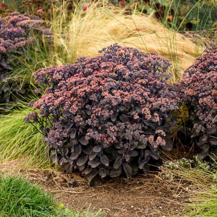 Rock 'N Grow® 'Back in Black' - Sedum from Winding Creek Nursery