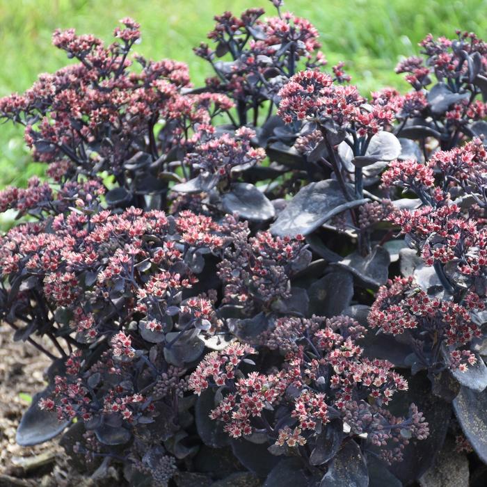 Rock 'N Grow® 'Back in Black' - Sedum from Winding Creek Nursery