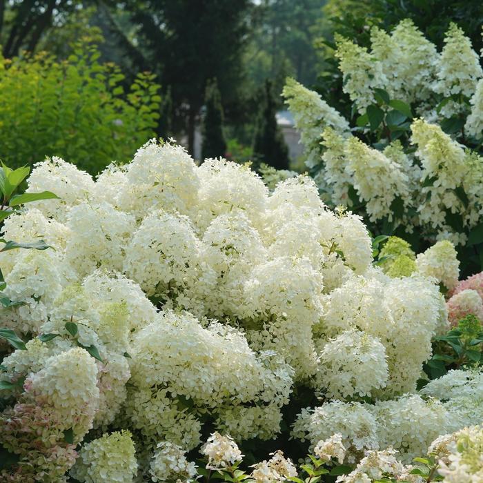 Puffer Fish® - Hydrangea paniculata from Winding Creek Nursery