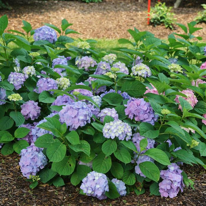 Let's Dance® 'Sky View®' - Hydrangea macrophylla (Reblooming Hydrangea) from Winding Creek Nursery