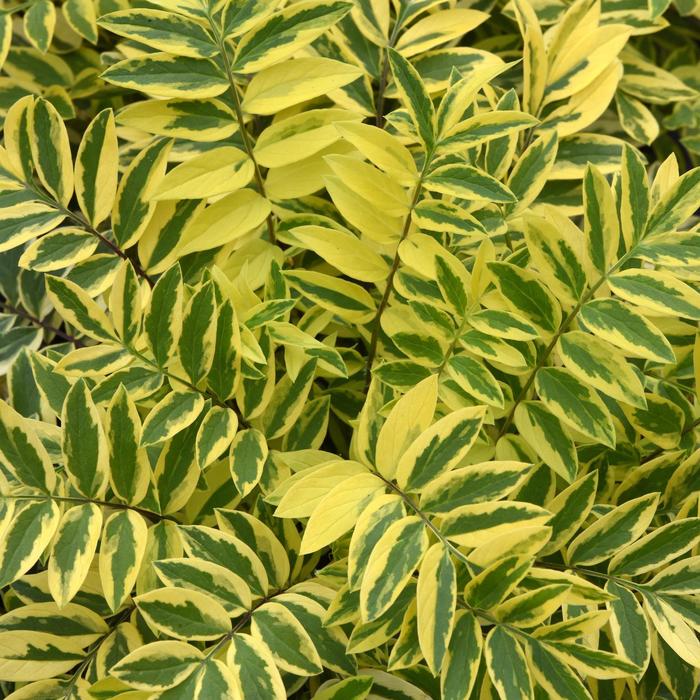 'Golden Feathers' Jacob's Ladder - Polemonium pulcherrimum from Winding Creek Nursery