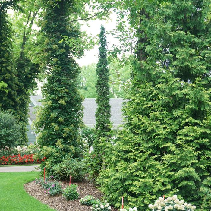 Sting&reg; Arborvitae - Thuja occidentalis from Winding Creek Nursery