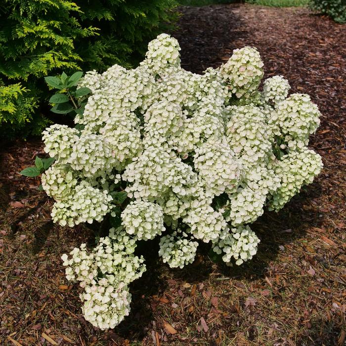 Tiny Quick Fire® Panicle Hydrangea - Hydrangea paniculata from Winding Creek Nursery