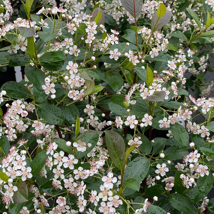 'Low Scape Snowfire®' Chokeberry - Aronia melanocarpa from Winding Creek Nursery