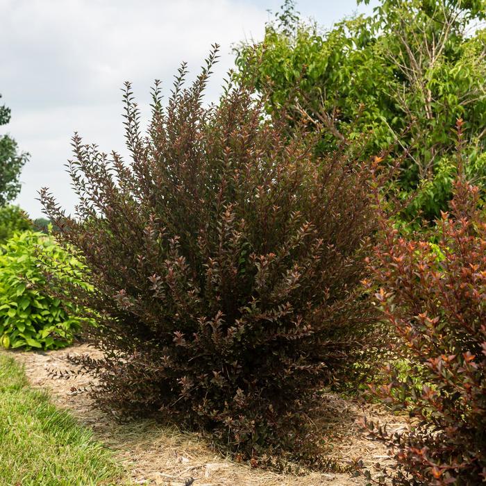 Spicy Devil® Ninebark - Physocarpus opulifolius from Winding Creek Nursery