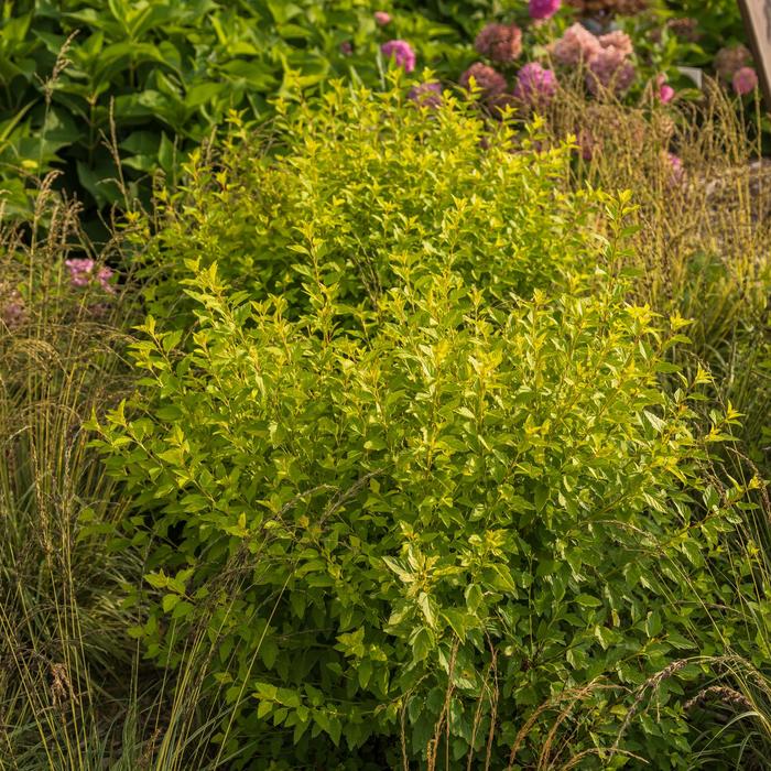 'Lucky Devil®' Ninebark - Physocarpus opulifolius from Winding Creek Nursery